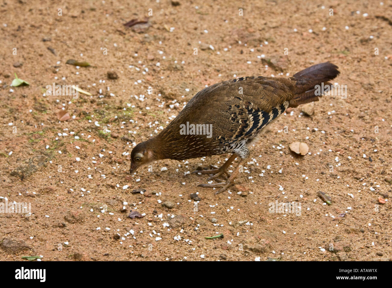 Jungle Fowl Ceylan hommes liés à la branche hen Sri Lanka Banque D'Images