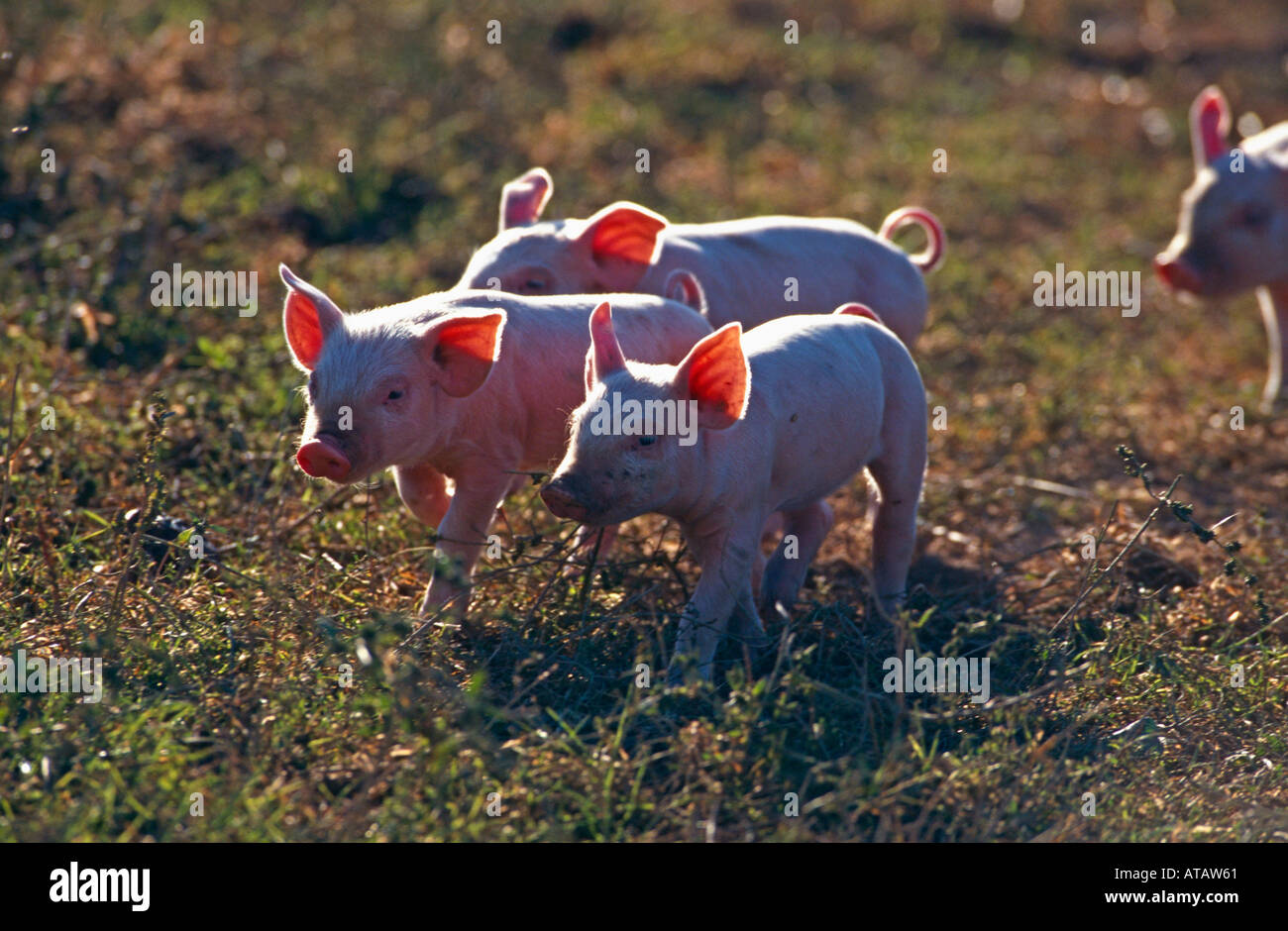 Hausschwein porcelet porc cochon Ferkel Banque D'Images