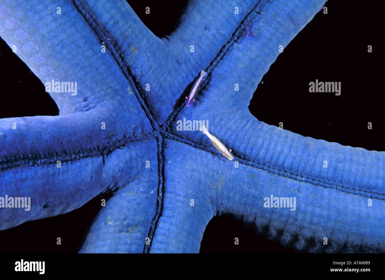 Imperator garnelen mit blauem empereur seestern crevettes Periclimenes imperator palaemonidae partenaire Similan en Thaïlande Banque D'Images