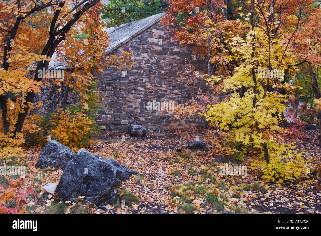 Cabine de Pratt et érables fallcolors originant McKittrick Canyon Guadalupe Mountains National Park Utah USA Banque D'Images