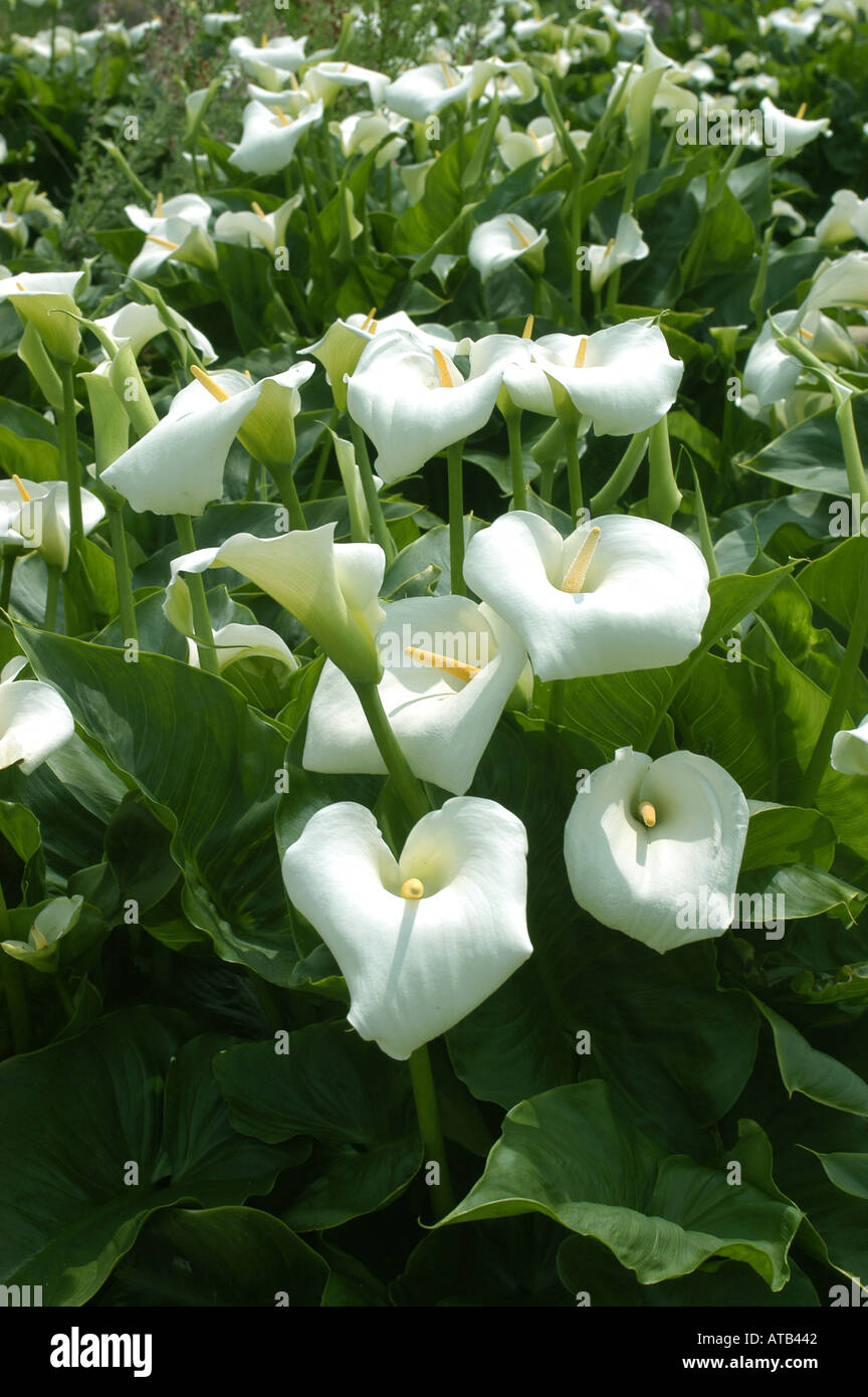 Arum ou Zantedeschia aethiopica calla lilies Banque D'Images