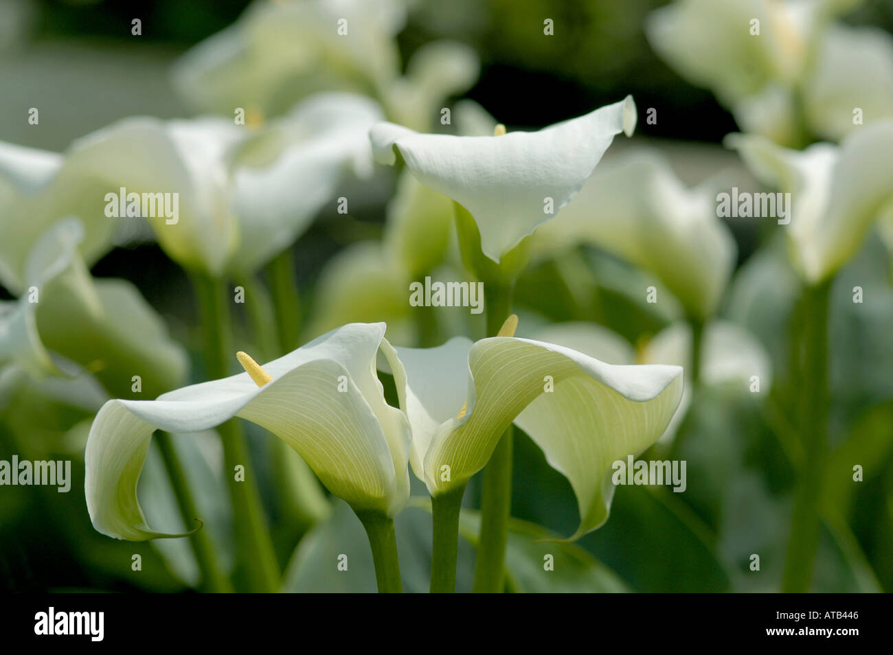 Arum ou Zantedeschia aethiopica calla lilies Banque D'Images