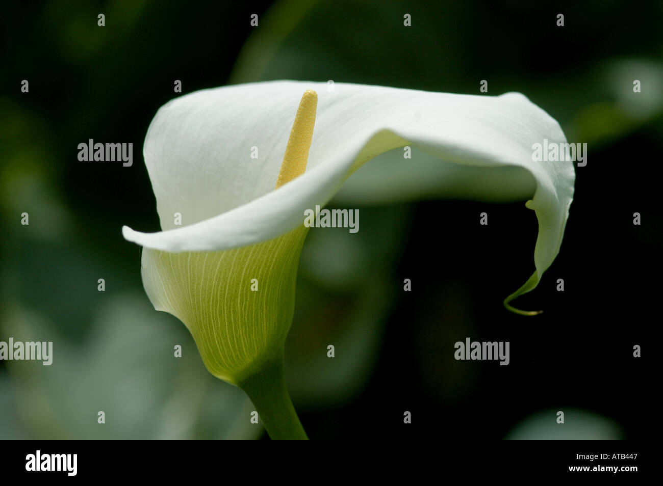 Arum ou calla lily Zantedeschia aethiopica Banque D'Images