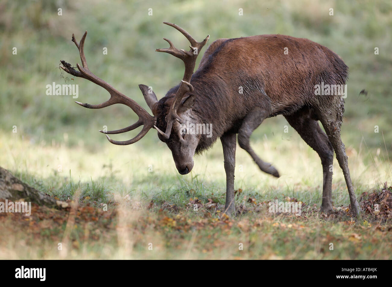 Red Deer (Cervus elaphus) Stag Territoire Marquage Banque D'Images
