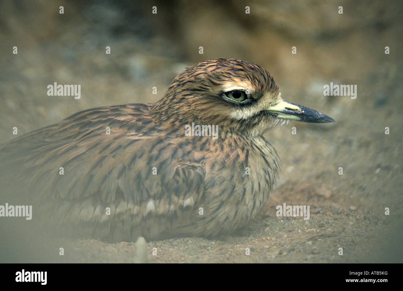 Oedicnème criard Burhinus bistriatus Banque D'Images