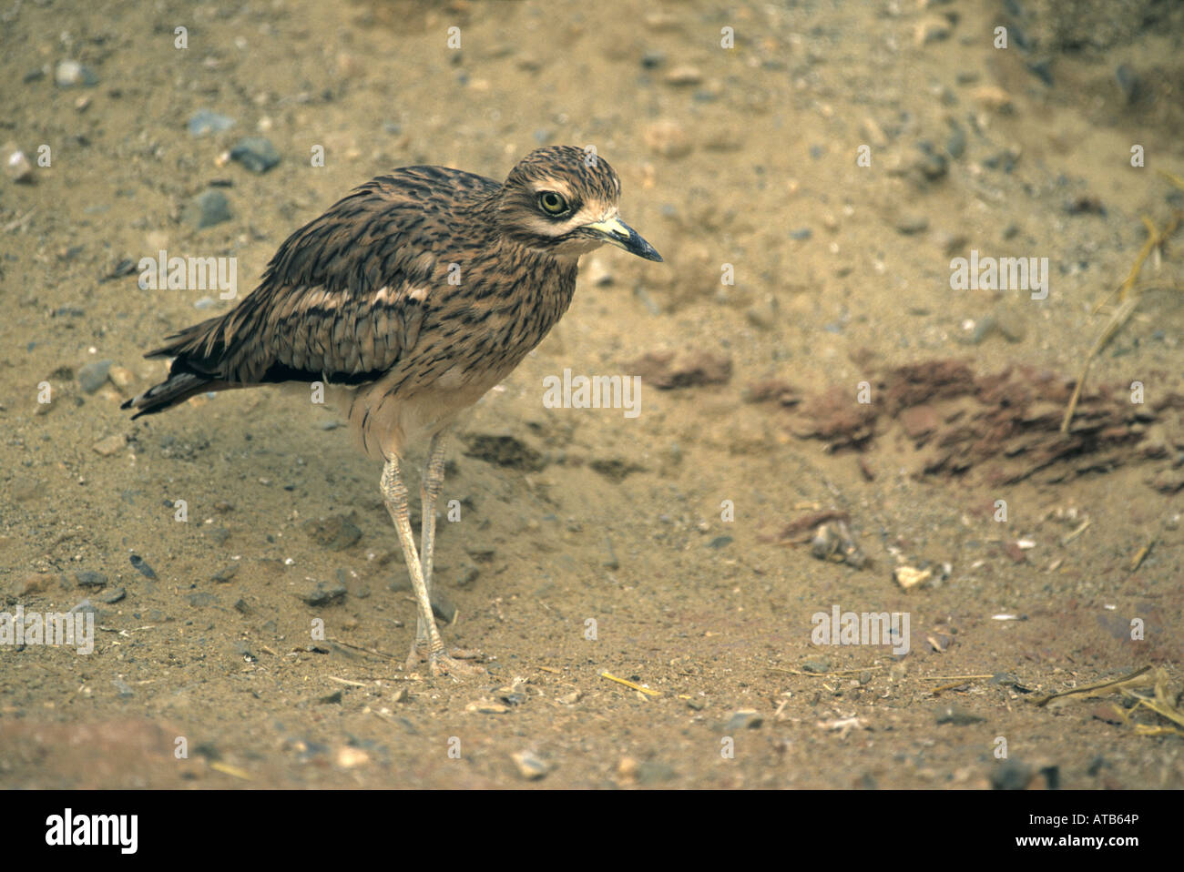Oedicnème criard Burhinus bistriatus Banque D'Images