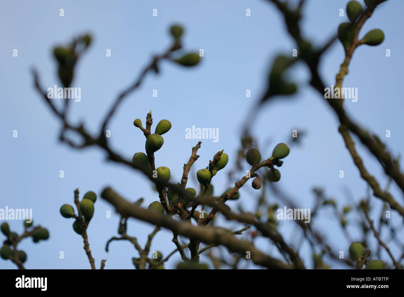 Fig Tree branches chargées de fruits Banque D'Images