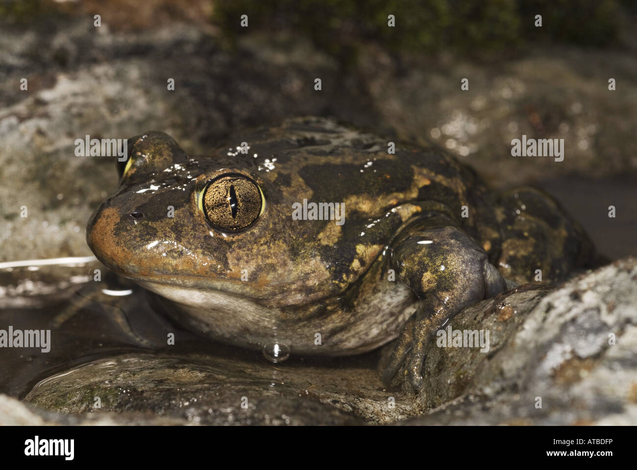 Crapaud d'Europe orientale, République spadefoot (Pelobates syriacus), assis dans l'eau entre les pierres, Grèce, Lesbos Banque D'Images