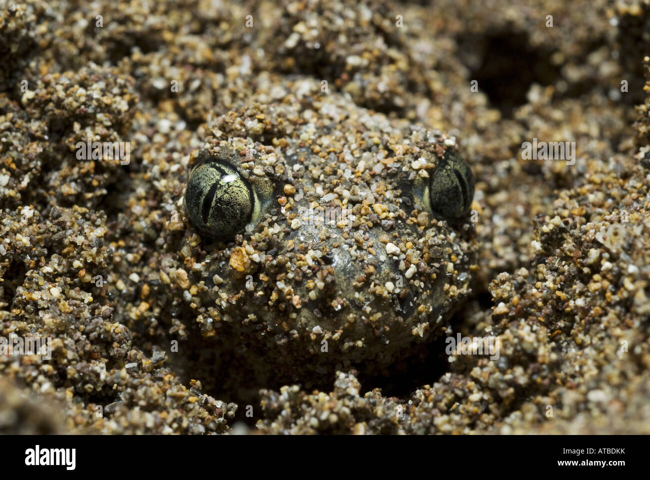 Crapaud d'Europe orientale, République spadefoot (Pelobates syriacus), creusés dans le sable, la Grèce, Lesbos Banque D'Images