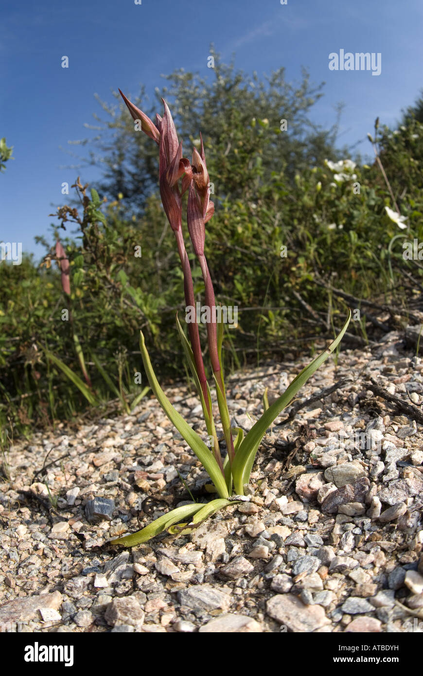 Lèvres longue serapias, charrue-partager serapias (Serapias vomeracea Serapias orientalis, ssp. orientalis), la floraison, la Grèce, Samos Banque D'Images