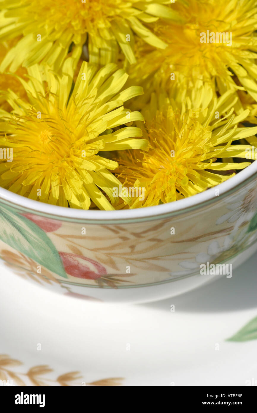 Les fleurs de pissenlit. Un diurétique naturel à base de plantes et souvent utilisé comme une tisane. Banque D'Images