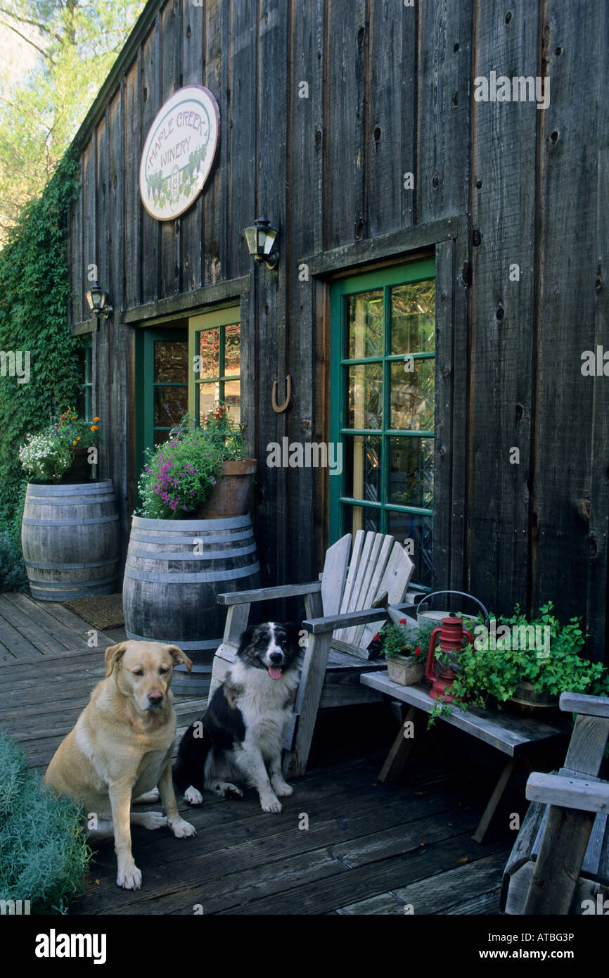 Les chiens de compagnie sur patio Maple Creek Winery Yorkville Mendocino County en Californie Banque D'Images