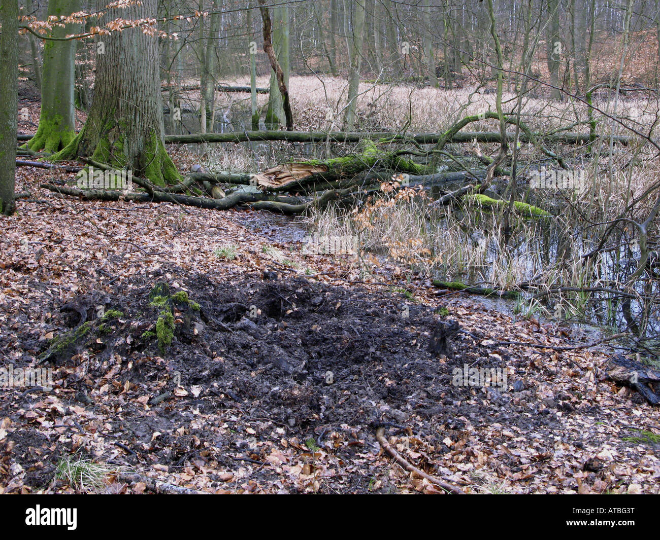 Le sanglier, le porc, le sanglier (Sus scrofa), les traces de la recherche de nourriture dans la forêt Banque D'Images