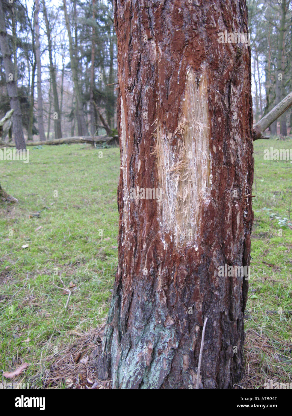 Jeu de petits dommages à l'écorce d'un pin (causés par les cerfs en jachère Banque D'Images