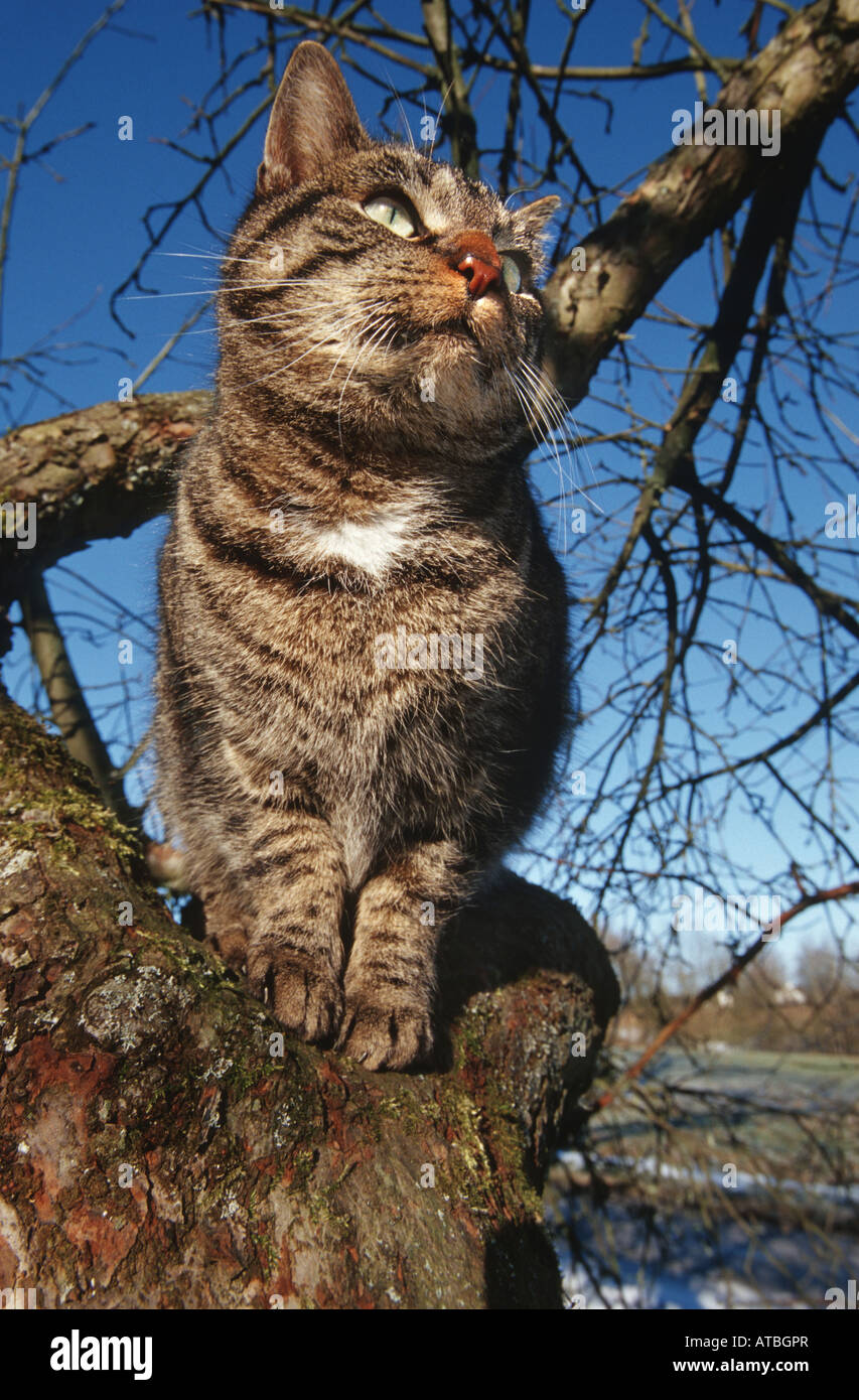 Chat domestique, le chat domestique (Felis silvestris catus. f), assis dans un arbre en face de ciel bleu, de l'Allemagne, NRW, Sauerland, Menden Banque D'Images