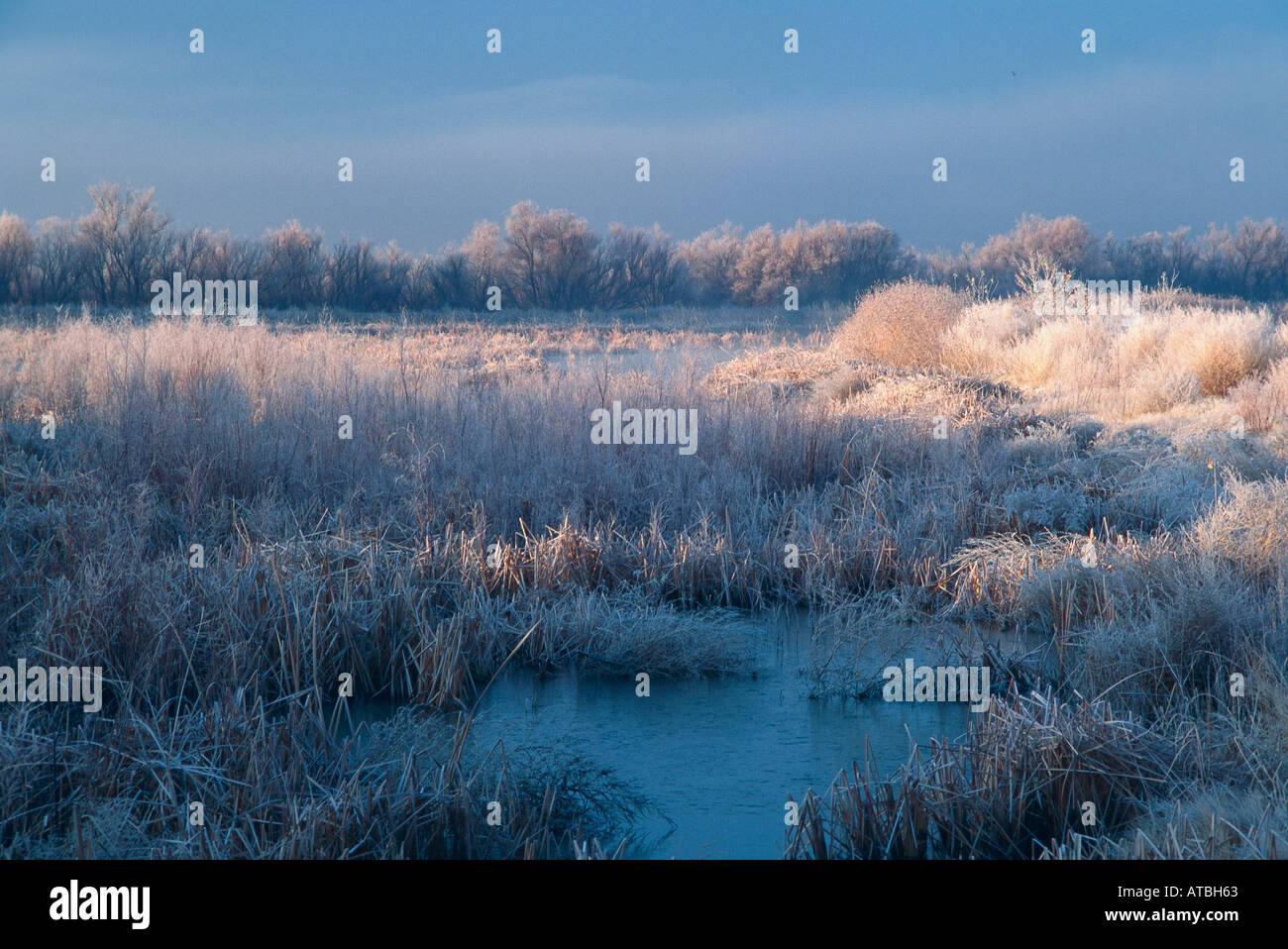 Frosty Dawn Watlands Bosque del Apache USA Banque D'Images