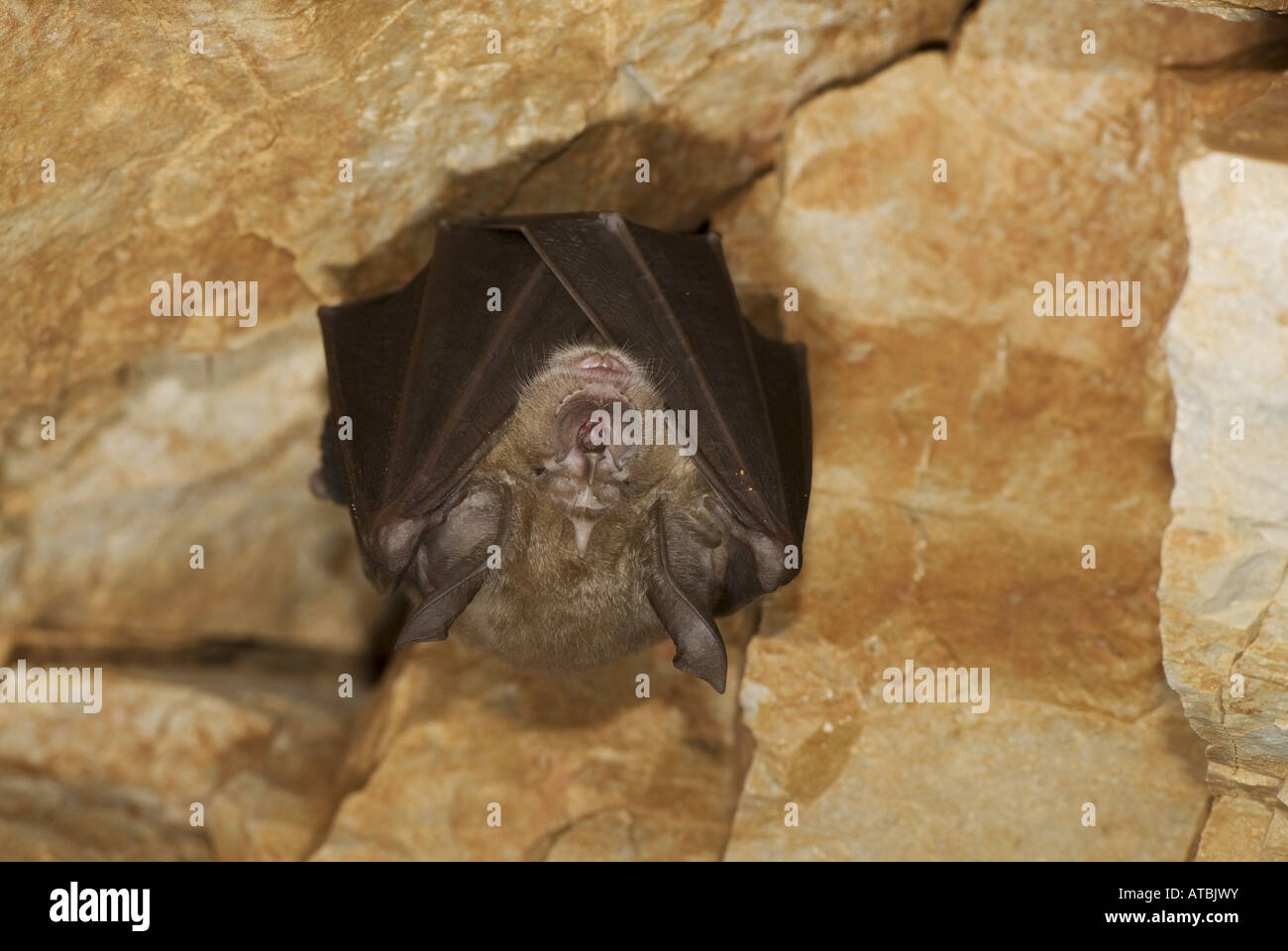 Rhinolophe Euryale (Rhinolophus euryale), une chauve-souris suspendue dans une grotte, Grèce, Péloponnèse, Messinien, Pylos Banque D'Images