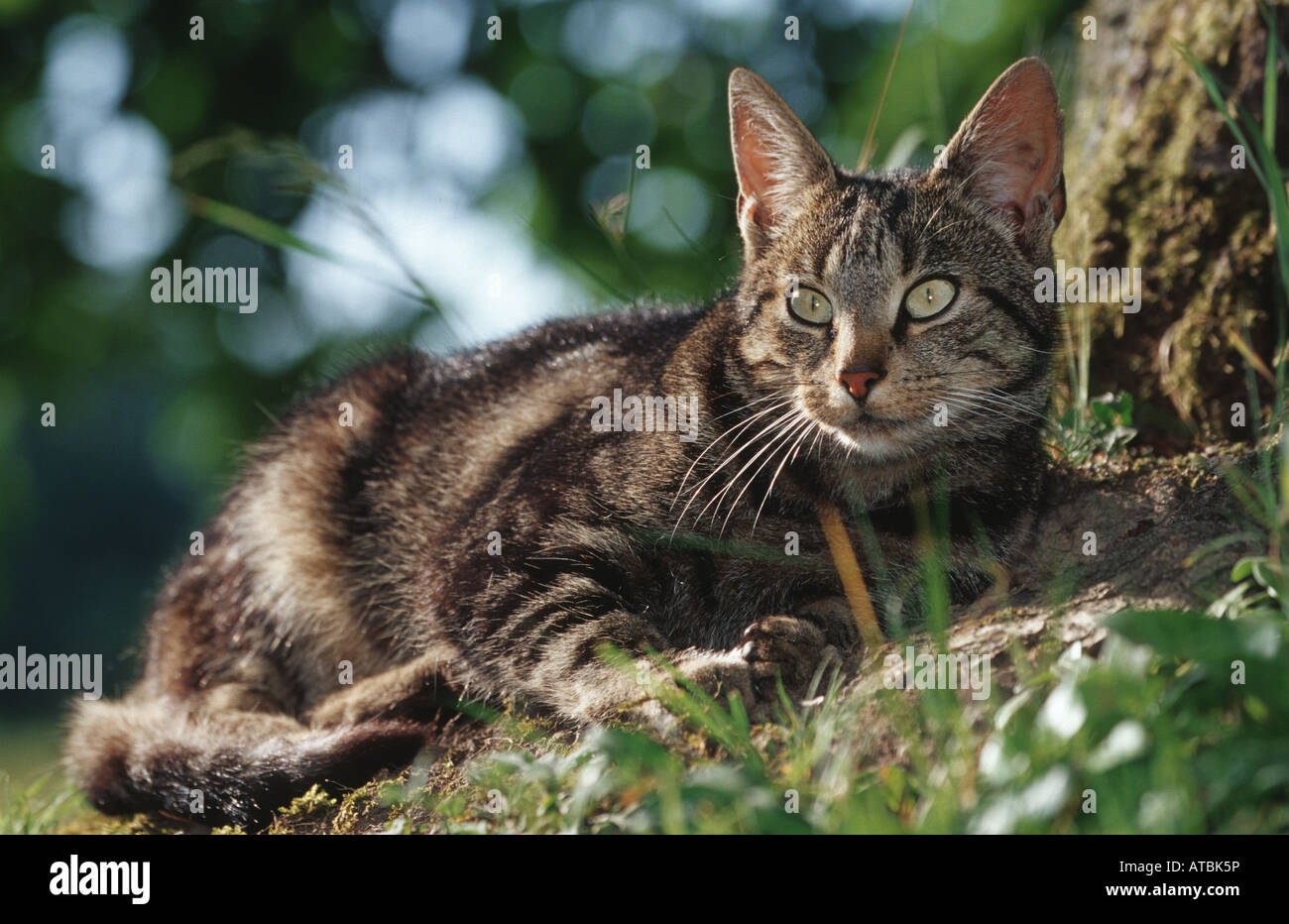 Chat domestique, le chat domestique (Felis silvestris catus) f., soleil sur un arbre, Allemagne Banque D'Images
