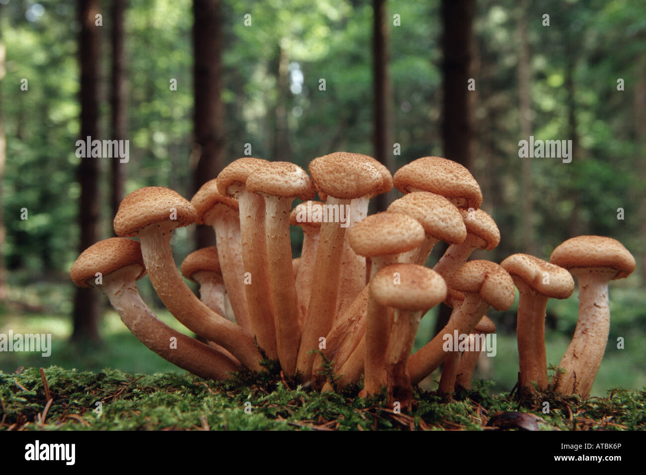 Miel foncé (champignon Armillaria ostoyae, Armllariella polymyces), sur le bois mort, Allemagne Banque D'Images