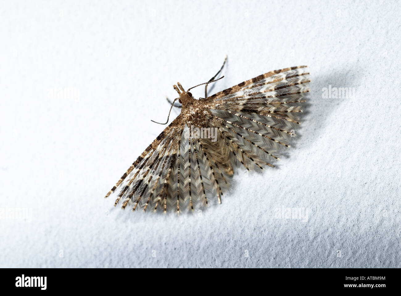 Beaucoup de plumes, vingt-papillon papillon à plumes (Alucita hexadactyla), imago Banque D'Images