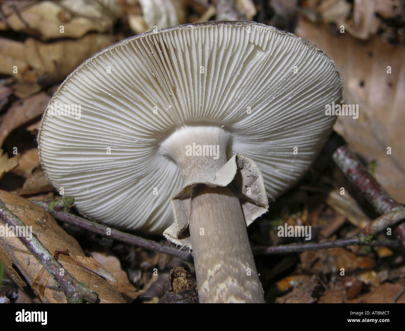 Voilé gris amanita (Amanita porphyrie), organe de fructification Banque D'Images