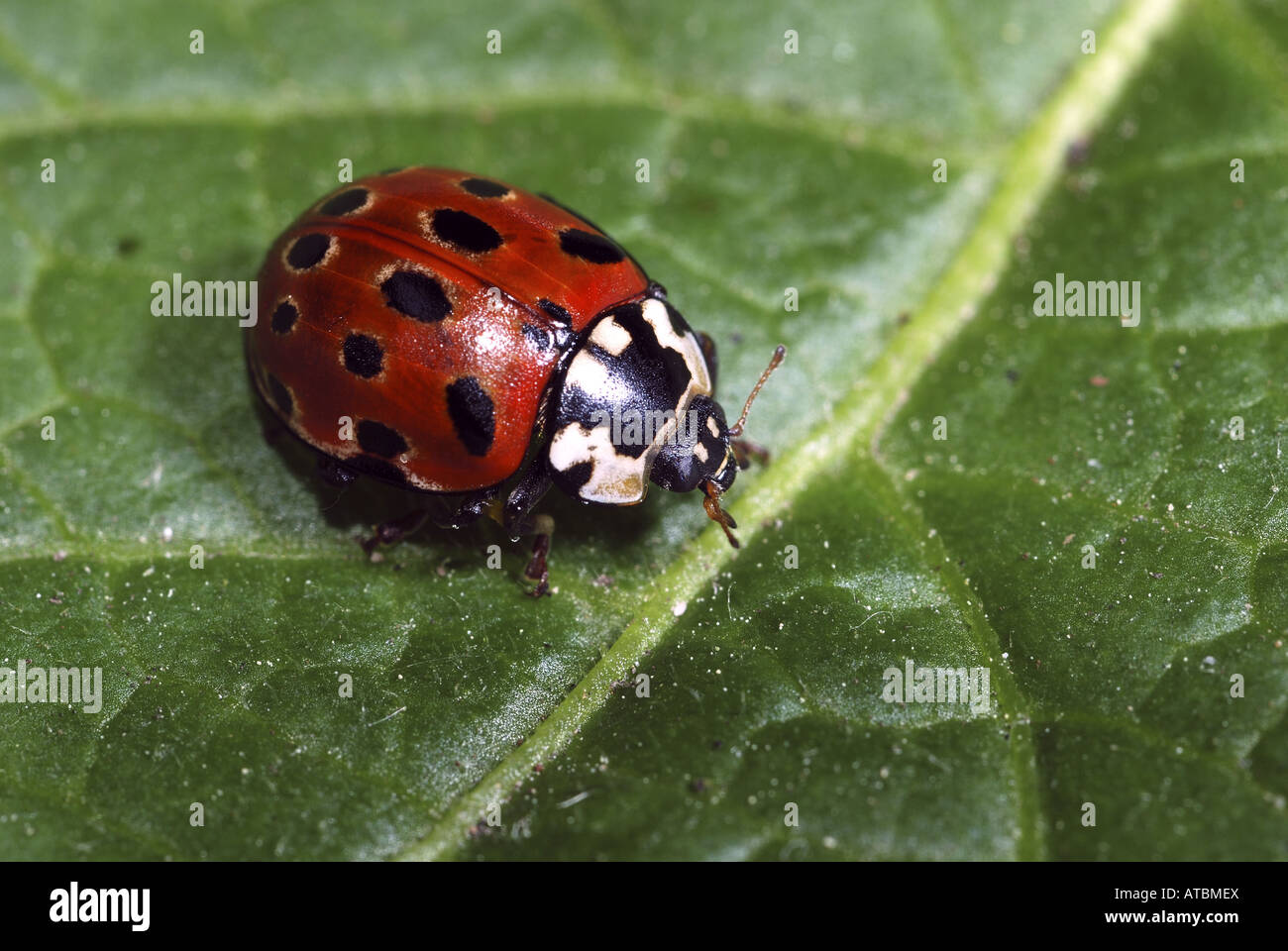 Eyed Coccinelle, coccinelle pin (Anatis ocellata), on leaf Banque D'Images