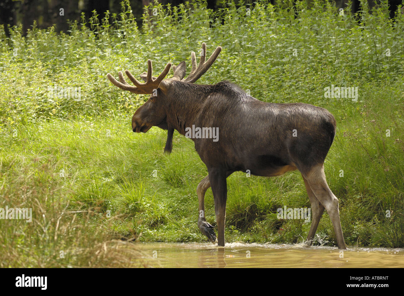 Le wapiti, l'orignal (Alces alces alces), homme de velours sur bois Banque D'Images