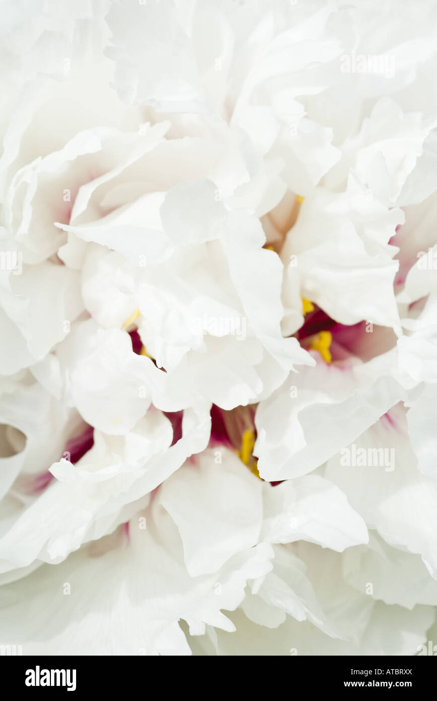 Pivoine blanche, close-up de pétales, full frame Banque D'Images