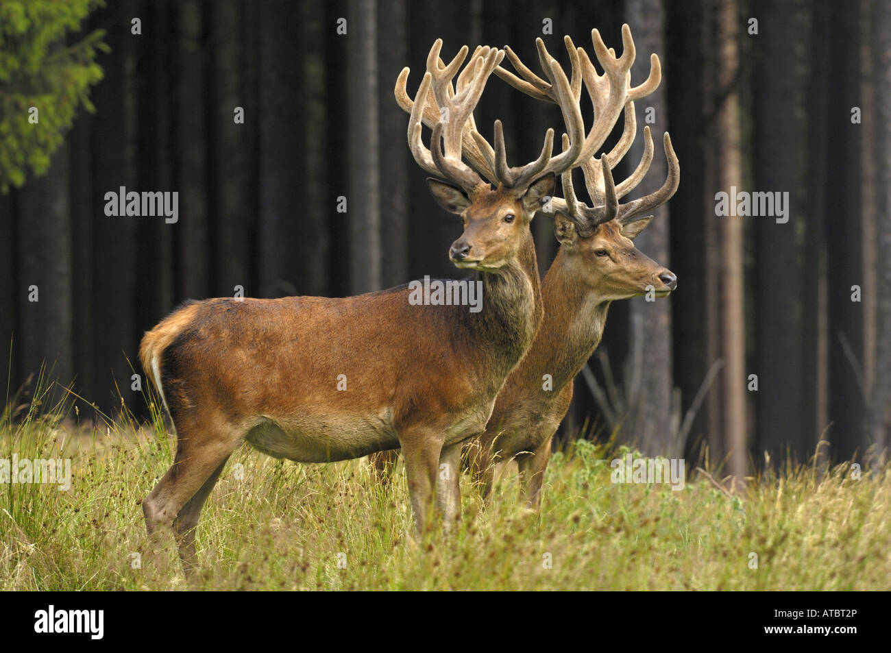 Red Deer (Cervus elaphus), avec le velours des bois, Allemagne Banque D'Images