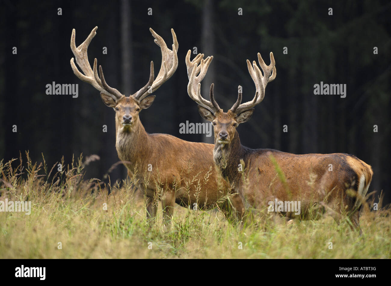 Red Deer (Cervus elaphus), avec le velours des bois, Allemagne Banque D'Images