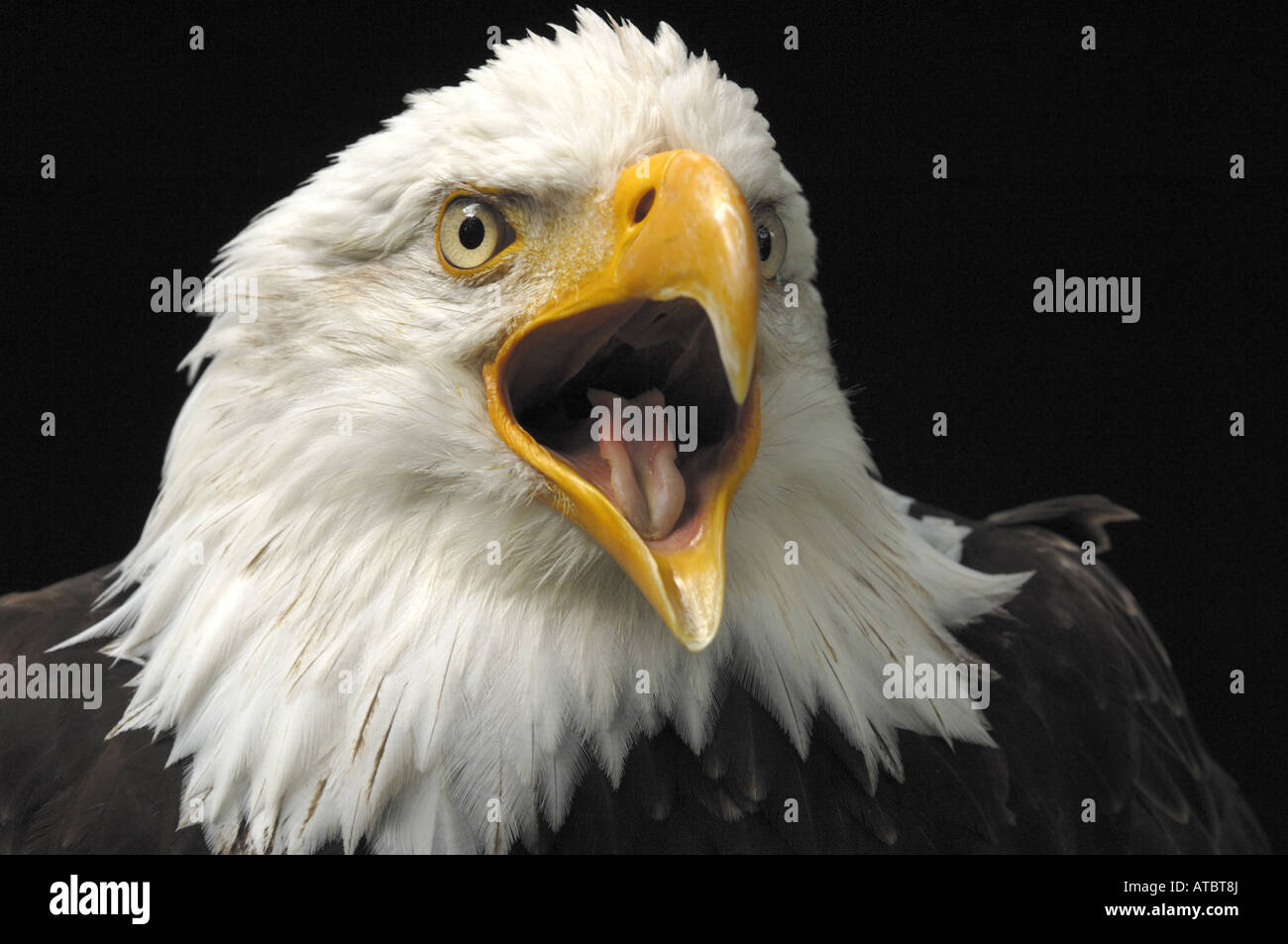 American Bald Eagle (Haliaeetus leucocephalus), criant Banque D'Images