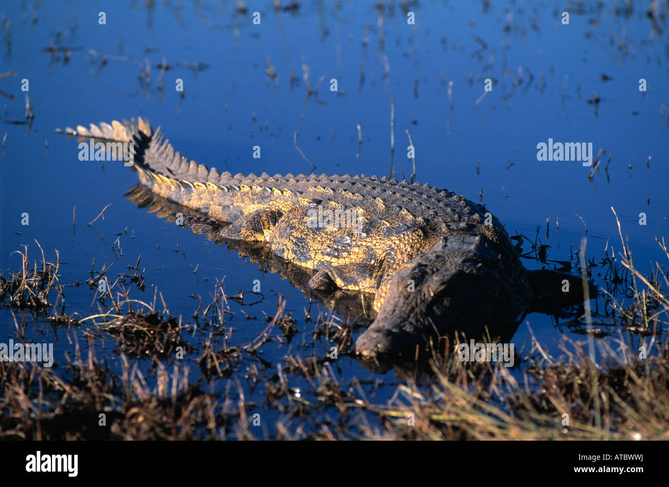 Un crockodile du Nil Crocodylus niloticus reposant dans la rivière Chobe, au Botswana Banque D'Images