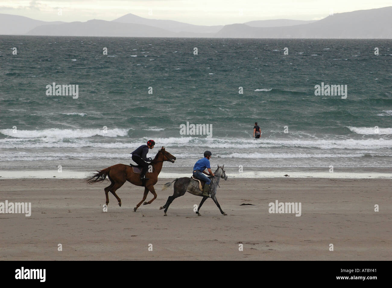 Chevaux de course s'entraîner sur une longue plage près de Rossbeigh co Kerry, Ireland Banque D'Images