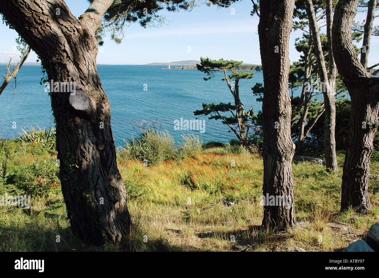 Une vue sur la mer et les arbres à proximité de premier plan Schull Co Cork Irlande Banque D'Images