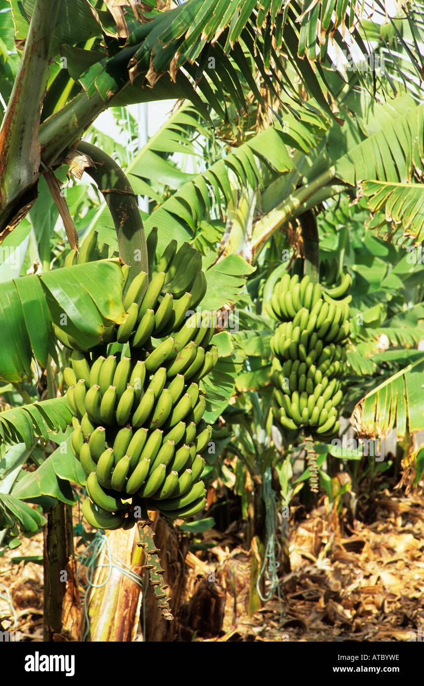 L'inondation dans une clairière soleil d'arbres et de grandes bottes de mûrissement des bananes cultivées dans les jardins de Bananera Atlantico près de Los Cristianos sur la côte sud-ouest de Tenerife Banque D'Images