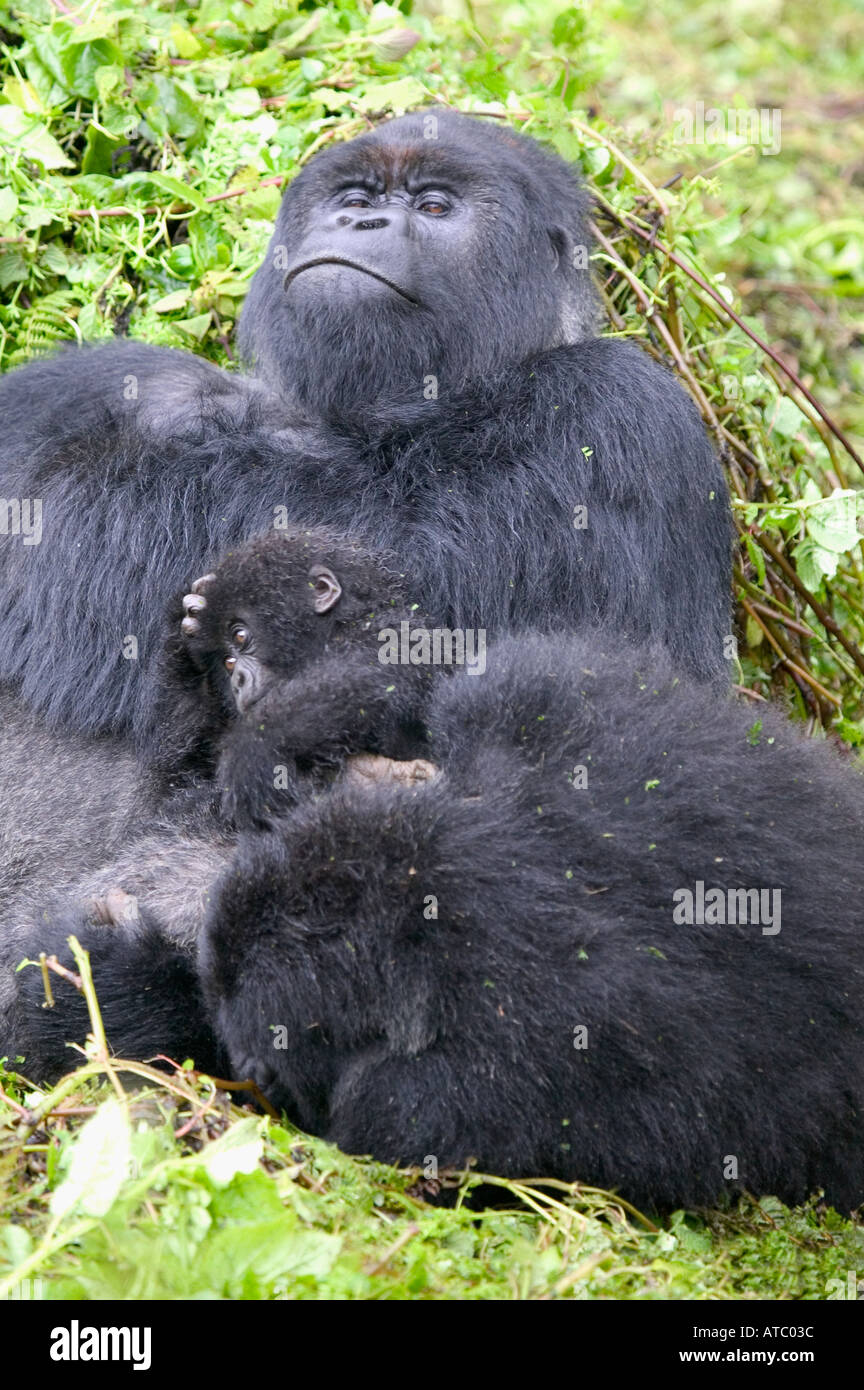 Un gorille de montagne au dos argenté avec sa famille dans le Parc de volcans au Rwanda l'Afrique Centrale Banque D'Images