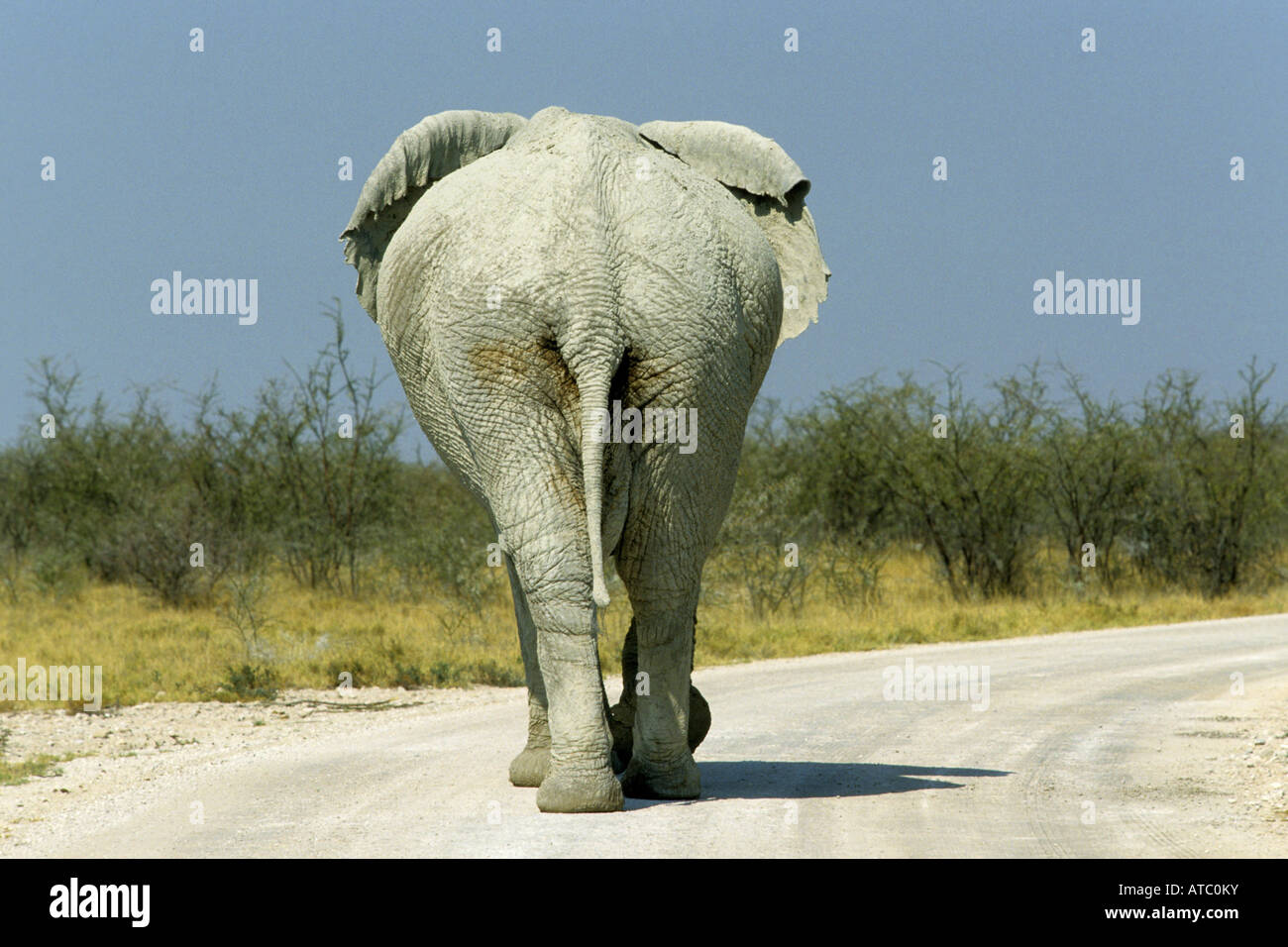 L'éléphant africain (Loxodonta africana), marche sur une rue, la Namibie Banque D'Images