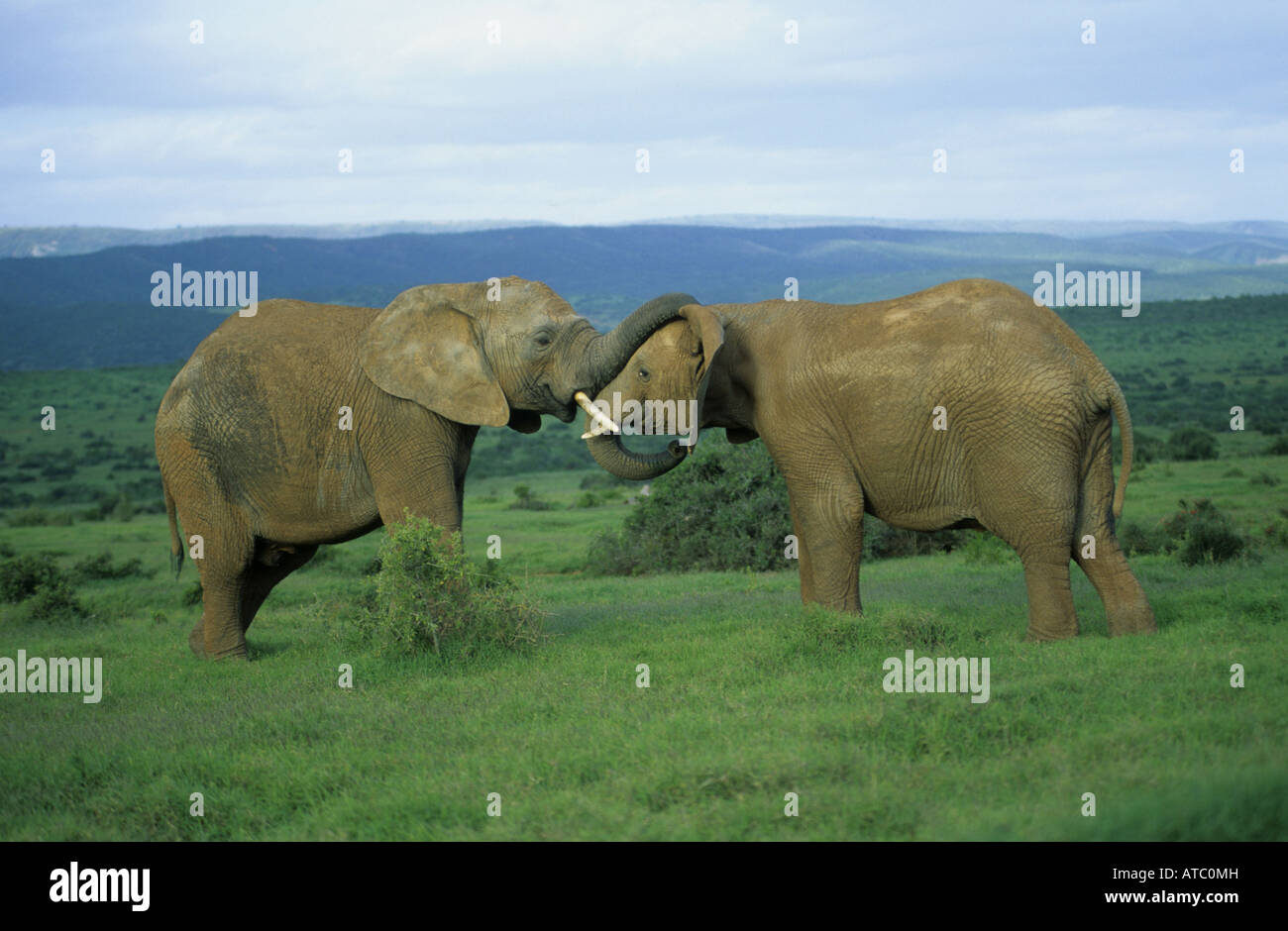 L'éléphant africain (Loxodonta africana), deux personnes jouant, Afrique du Sud, Addo-Reservat Banque D'Images