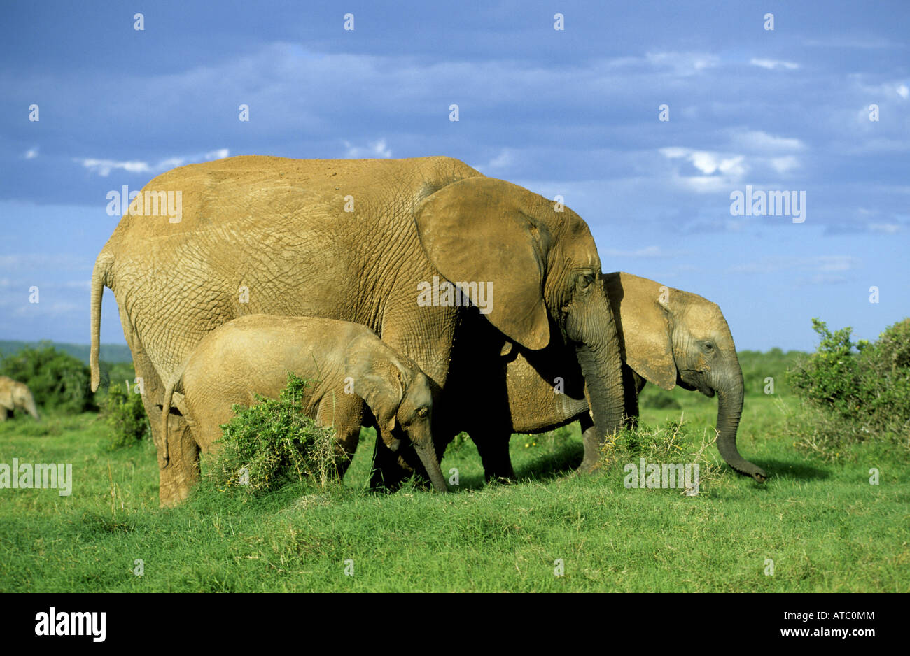 L'éléphant africain (Loxodonta africana), vache avec youngs, Afrique du Sud, Addo-Reservat Banque D'Images