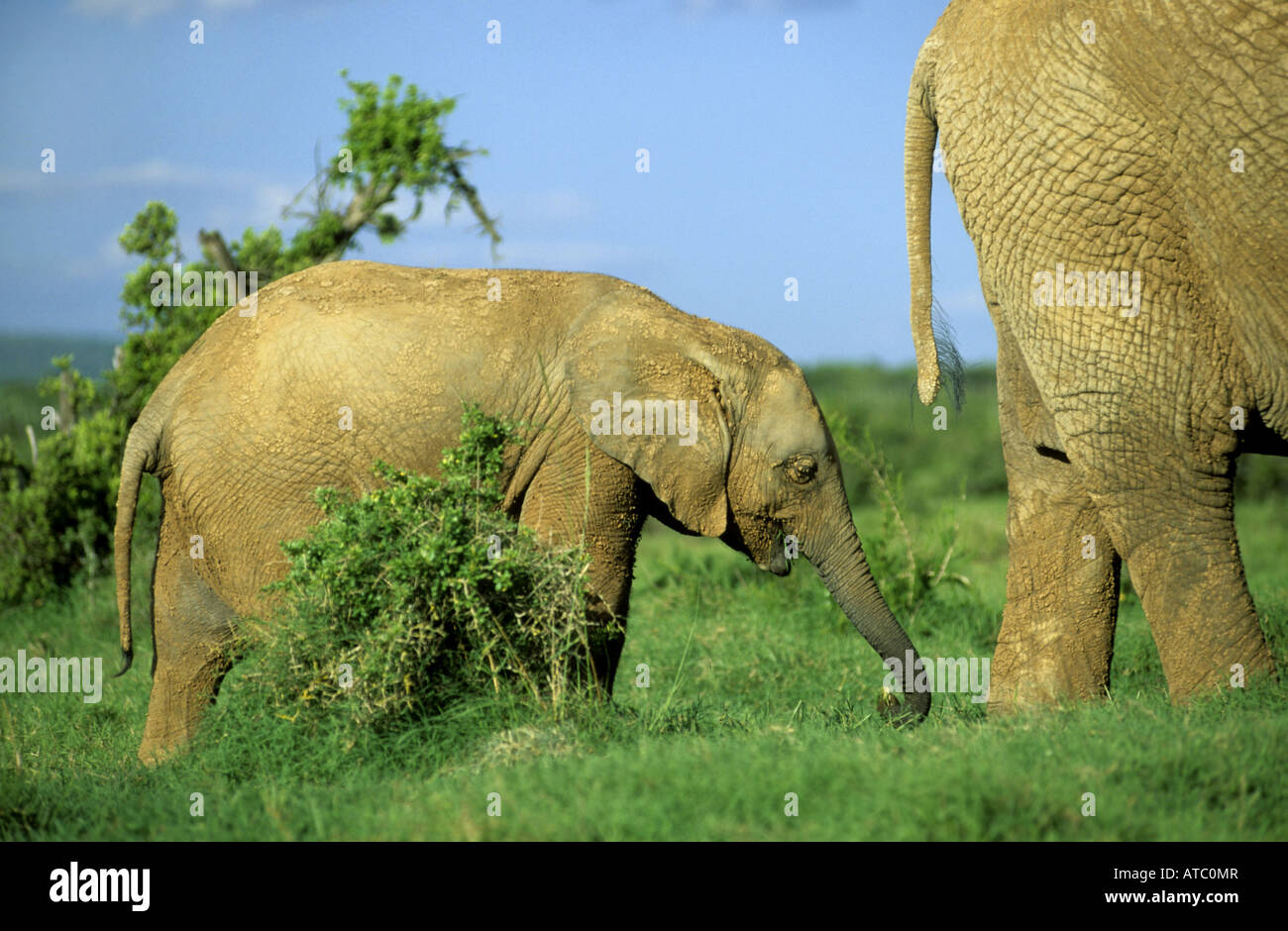 L'éléphant africain (Loxodonta africana), les jeunes, Afrique du Sud, Addo-Reservat Banque D'Images