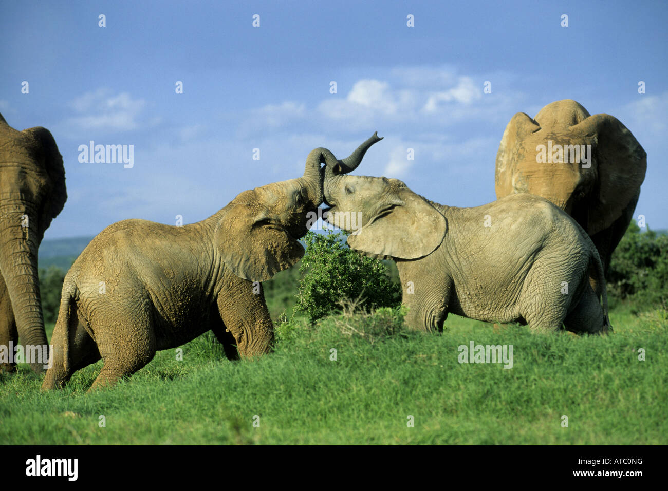 L'éléphant africain (Loxodonta africana), youngs jouant, Afrique du Sud, Addo-Reservat Banque D'Images