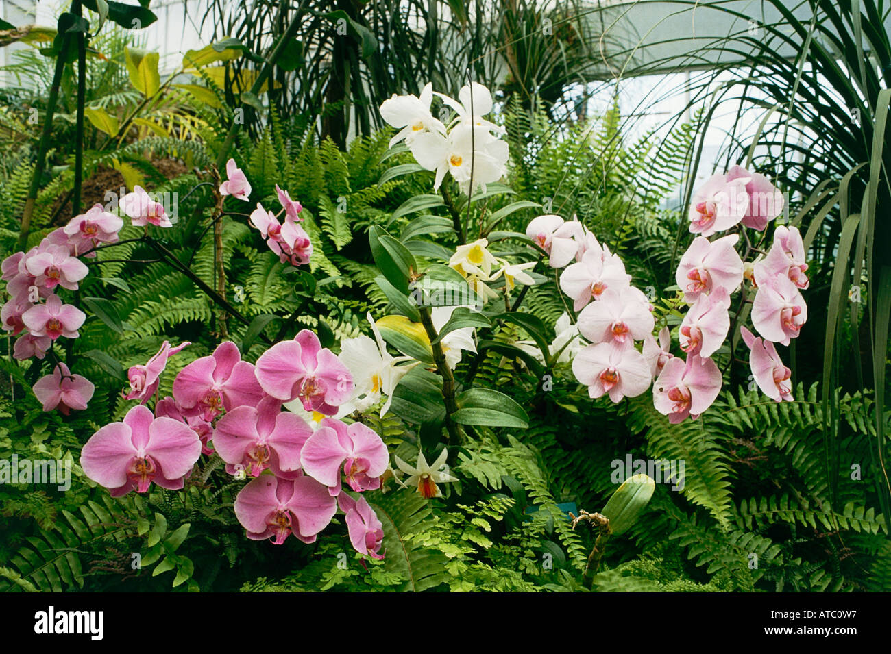 Détail des fleurs de quelques-unes des 2 000 espèces d'orchidées affiche dans la serre, à demi-acre le monde des orchidées Banque D'Images