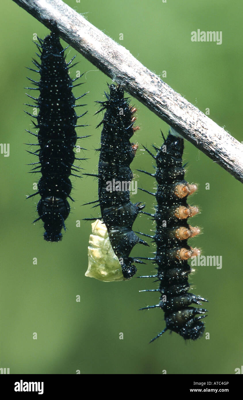 Peacock moth, Peacock (Inachis io, Nymphalis io), de se nymphoser chenilles, Allemagne Banque D'Images