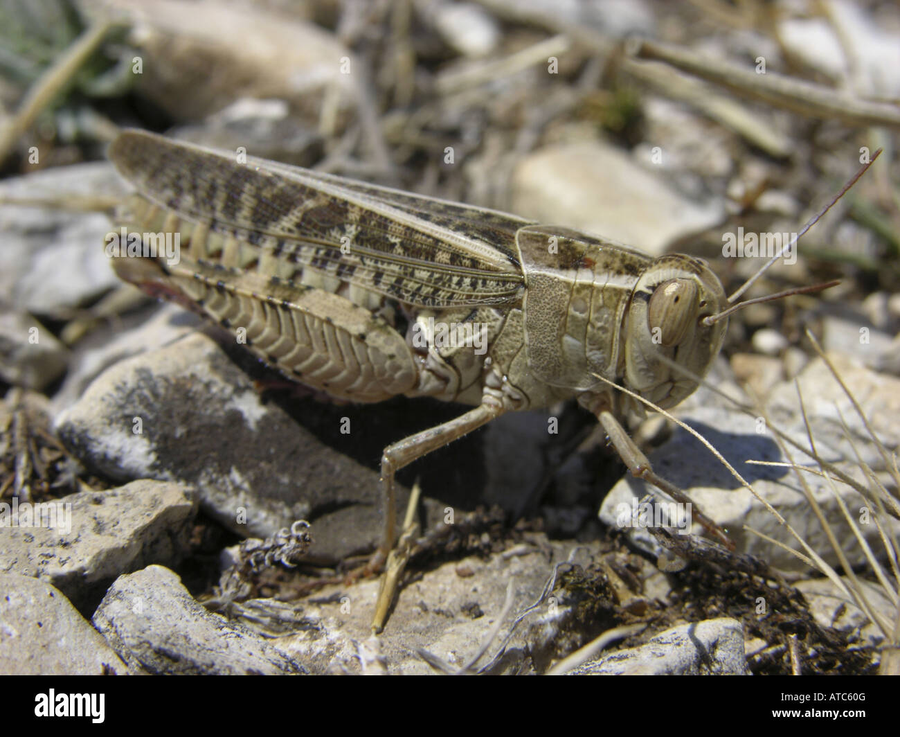Criquet italien (Calliptamus italicus), bien camouflée sur les pierres Banque D'Images