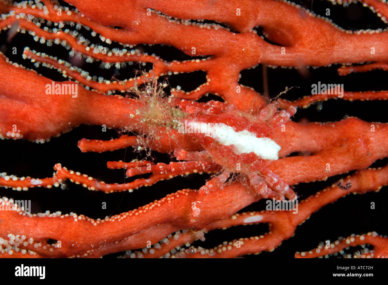 Conic araignée de mer vivent d'éventails de mer Xenocarcinus conicus Raja Ampat Irian Jaya en Papouasie occidentale de l'océan Pacifique l'Indonésie Banque D'Images