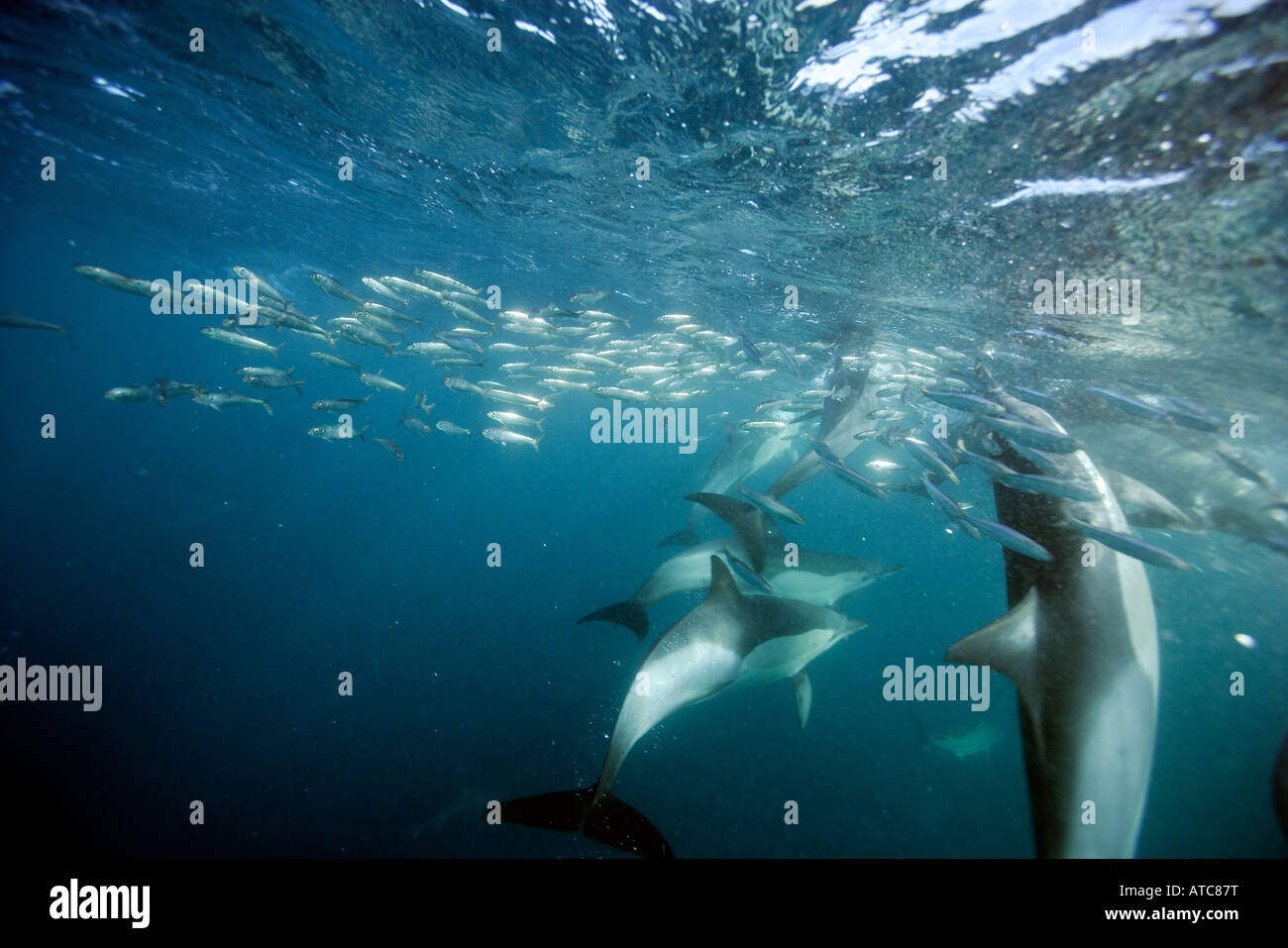 La chasse des dauphins dauphin commun longue sardines Delphinus capensis Transkei Afrique du Sud-est de la Côte sauvage de l'Océan Indien au Mozambique Banque D'Images