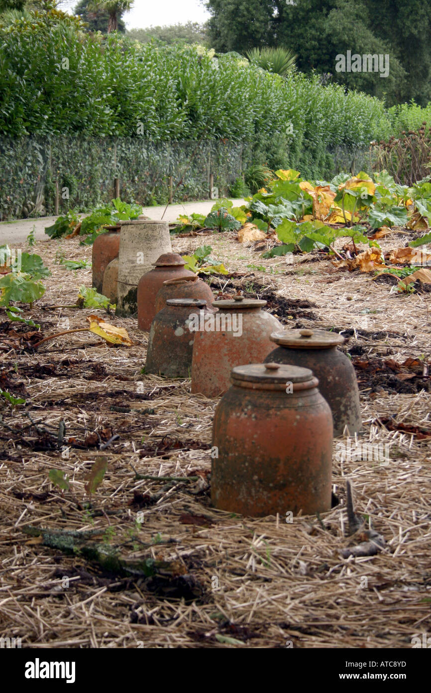 L'HORTICULTURE. RHEUM X CULTORUM. La rhubarbe forçant les bocaux. Banque D'Images