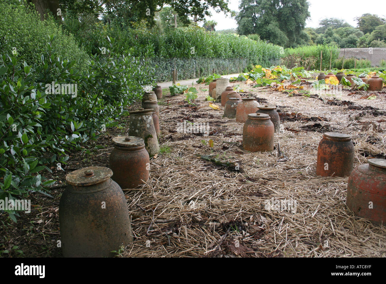 L'HORTICULTURE. RHEUM X CULTORUM. La rhubarbe forçant les bocaux. Banque D'Images