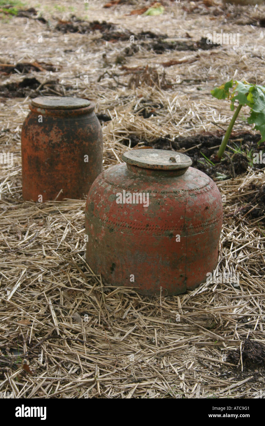 L'HORTICULTURE. RHEUM X CULTORUM. La rhubarbe forçant les bocaux. Banque D'Images