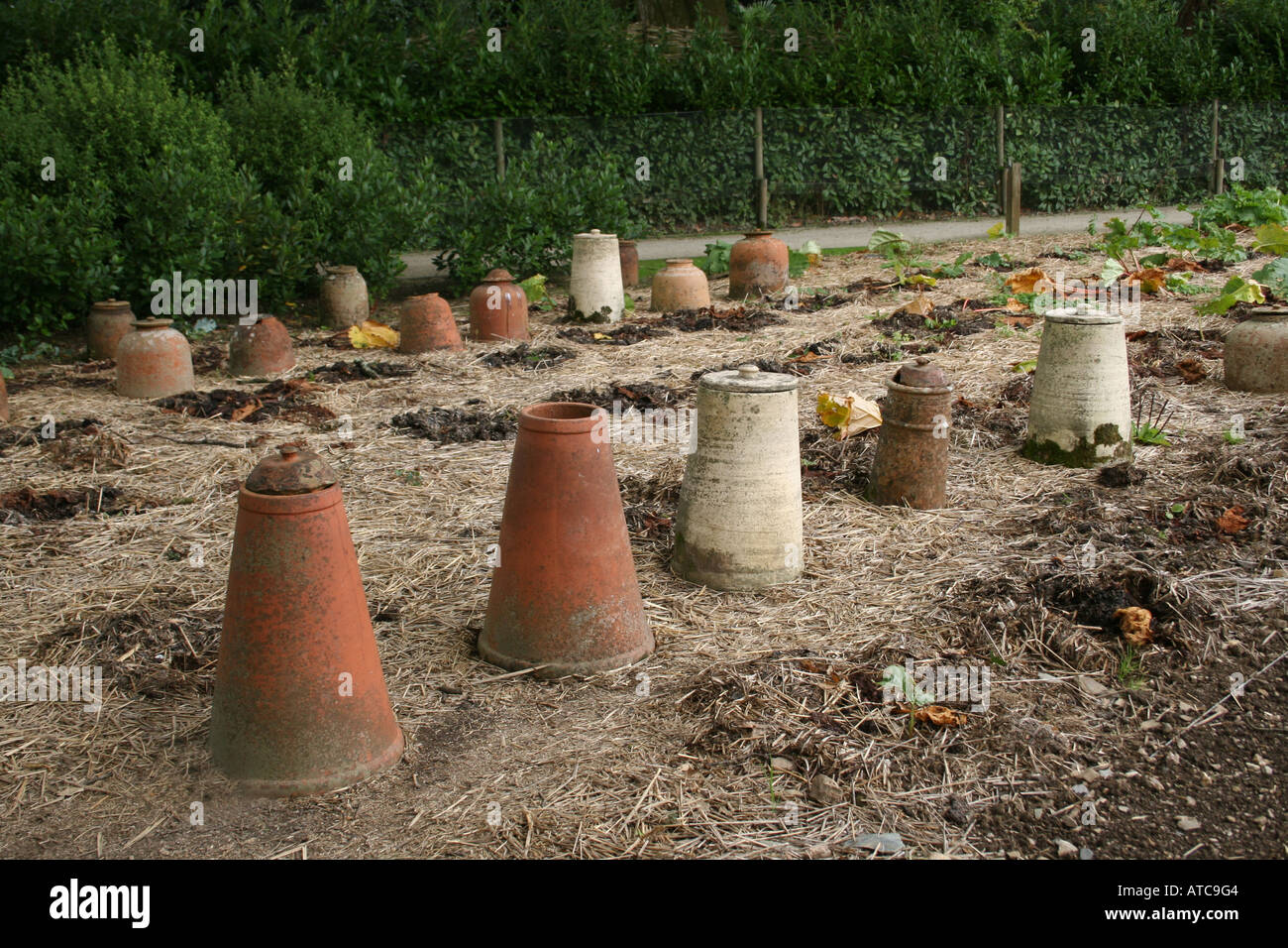 L'HORTICULTURE. RHEUM X CULTORUM. La rhubarbe forçant les bocaux. Banque D'Images